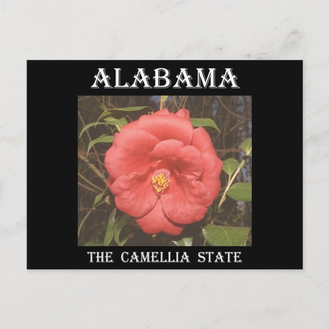 Carte Postale Camélia de l'Alabama (Rouge) (Devant)