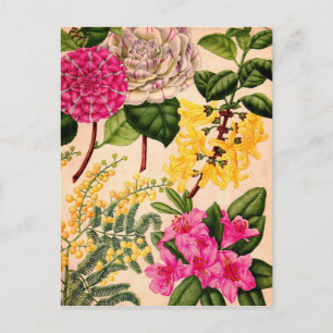 Carte Postale camélia, forsythie, rhododendron et acacia