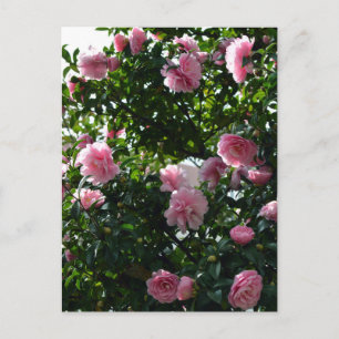 Carte Postale Camélias roses : Tokyo, Japon