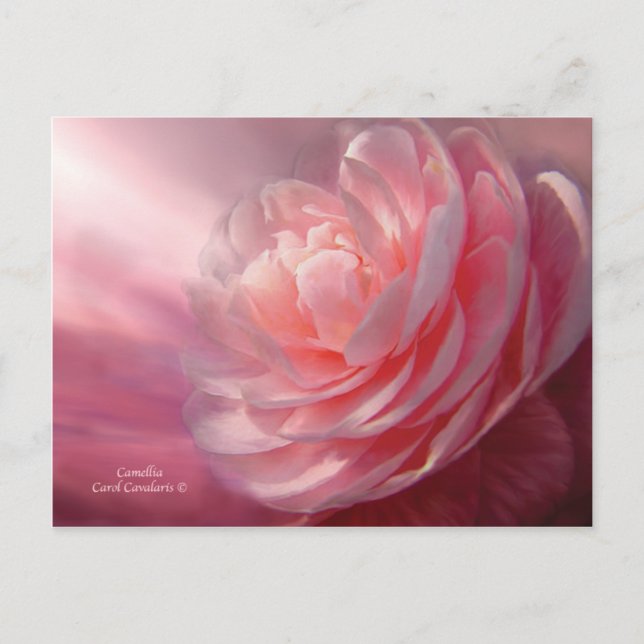 Carte postale Camellia (Devant)