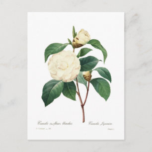 Carte Postale Camellia blanche