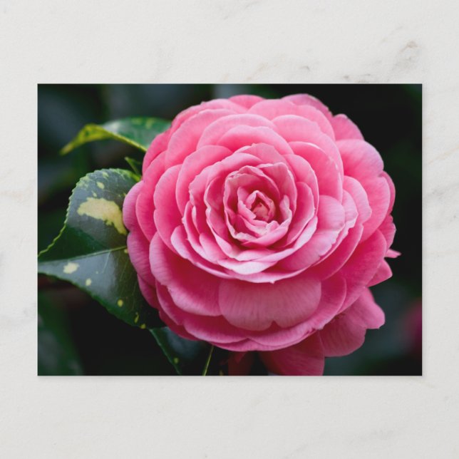 Carte postale Camellia, Fleur d'État de l'Alabama (Devant)