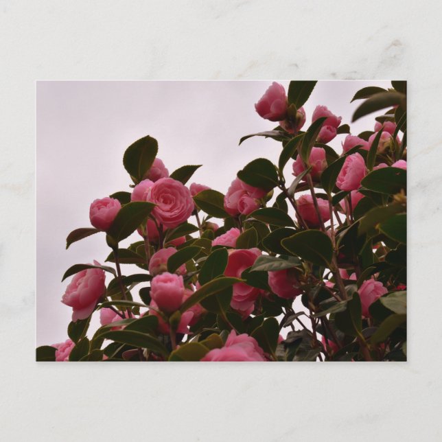 Carte Postale Camellia flowers (Devant)