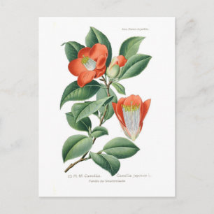 Carte Postale Camellia japonica