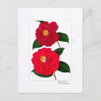 Carte Postale Camellia Plate: Hijirimen & Suzukayama