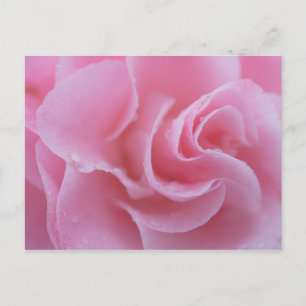 Carte Postale Camellia rose