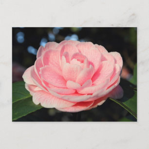 Carte Postale Camellia rose
