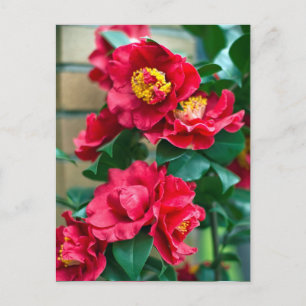 Carte Postale Camellia rouge