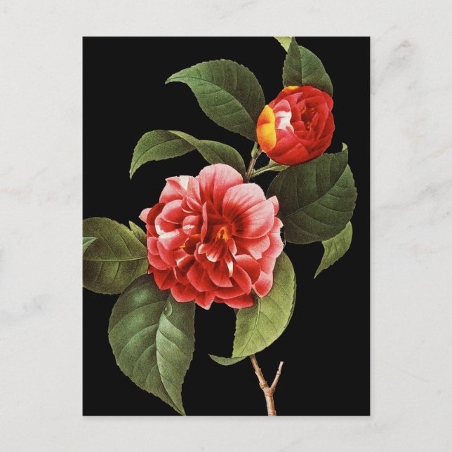 Carte Postale Camellia rouge, 1833 (Devant)