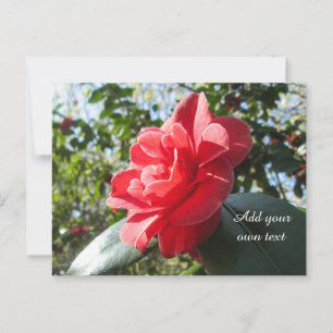 Carte Postale Camellia rouge rayonnante - Personnalisé