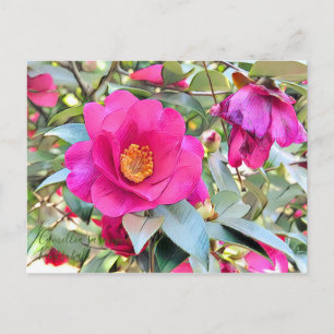 Carte Postale Camellia sasanqua Kantsubaki [Carte postale]