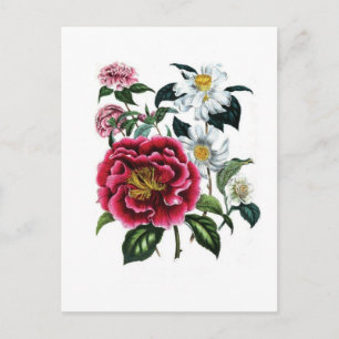 Carte Postale Camellias par Jane Loudon