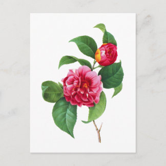Carte Postale Camellias rouges par Pierre-Joseph Redoute
