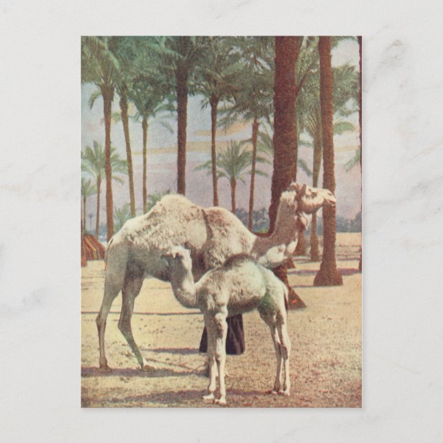 Carte Postale Camels (Devant)