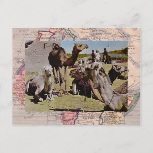 Carte Postale Camels à louer