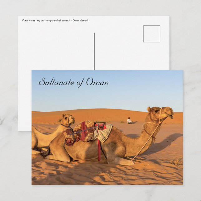 Carte Postale Camels dans le désert d'Oman (Devant / Derrière)