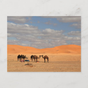Carte Postale Camels dans le désert du Sahara