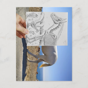 Carte Postale Caméra Crayon - X-Ray