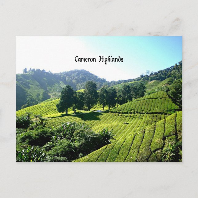 Carte Postale Cameron Highlands, Thé Plantation, Malaisie (Devant)