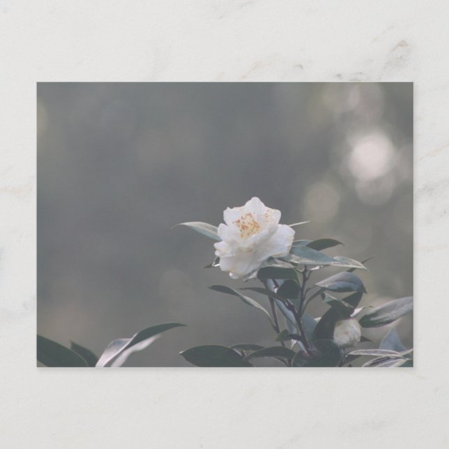 Carte Postale Camilla blanche (Devant)