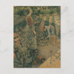 Carte Postale Camille Pissarro The Apple Pickers, 1886