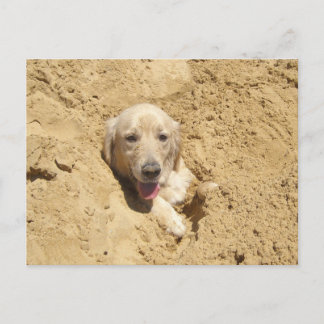 Carte Postale Camouflage de Golden Retriever