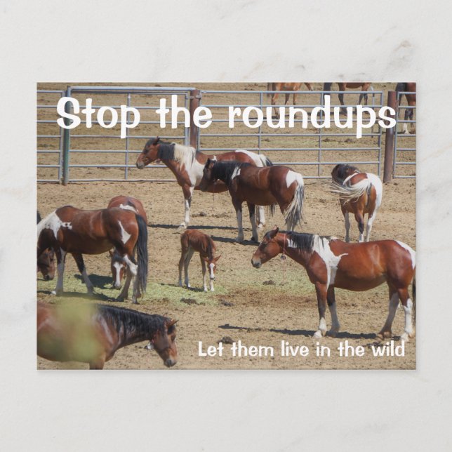Carte Postale Campagne Sauvez nos chevaux sauvages (Devant)