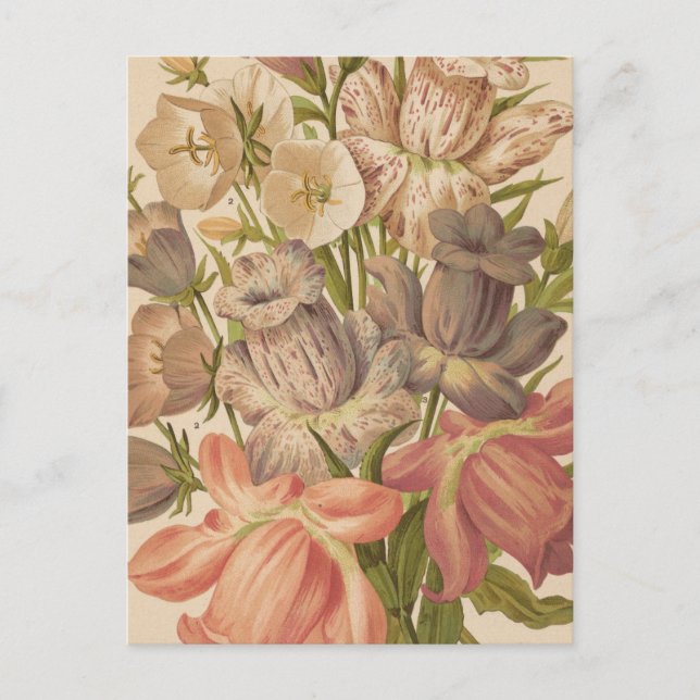 Carte Postale Campanula | George Nicholson (Devant)