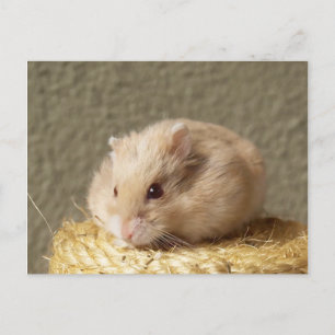 Carte Postale Campbells Dwarf Hamster russe, Argente