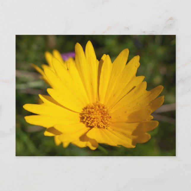 Carte Postale Camphre (Devant)