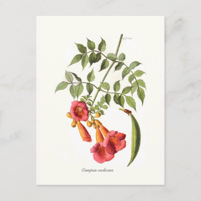 Carte Postale Camsis radicans, Trumpet Vine. (Devant)