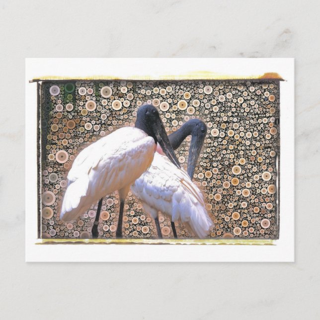 Carte postale Canad Crane (Devant)