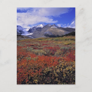 Carte Postale Canada, Alberta, Parc national de Banff. Les airel