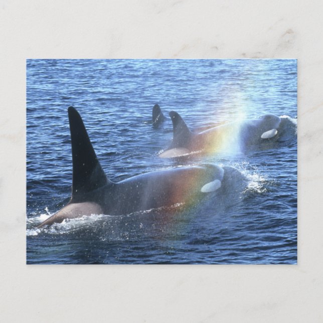 Carte Postale Canada, Colombie-Britannique, Johnstone Straight, (Devant)