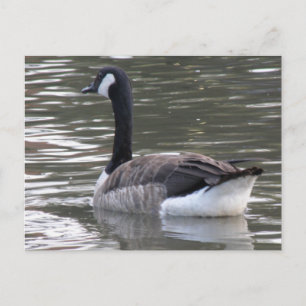 Carte postale Canada Goose