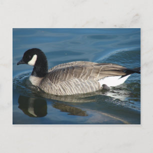 Carte Postale Canada Goose