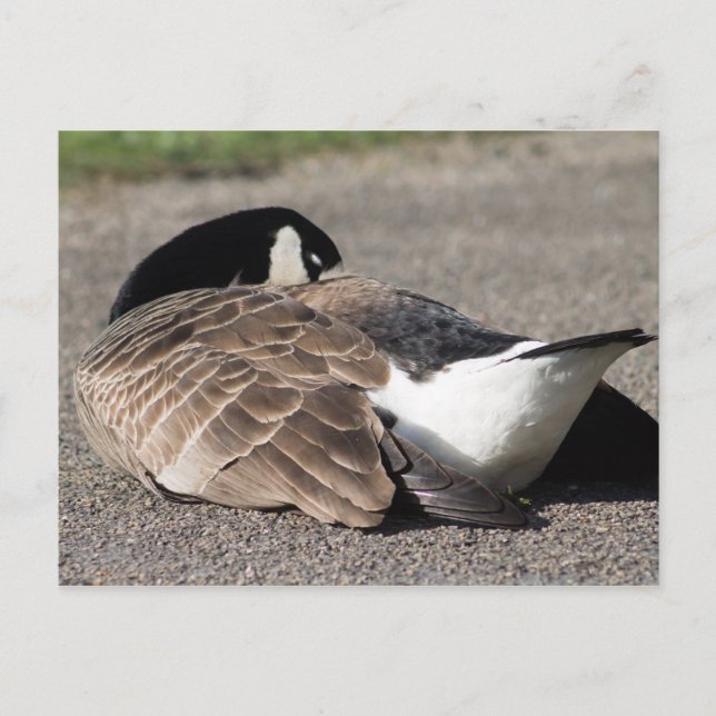 Carte Postale Canada Goose (Devant)
