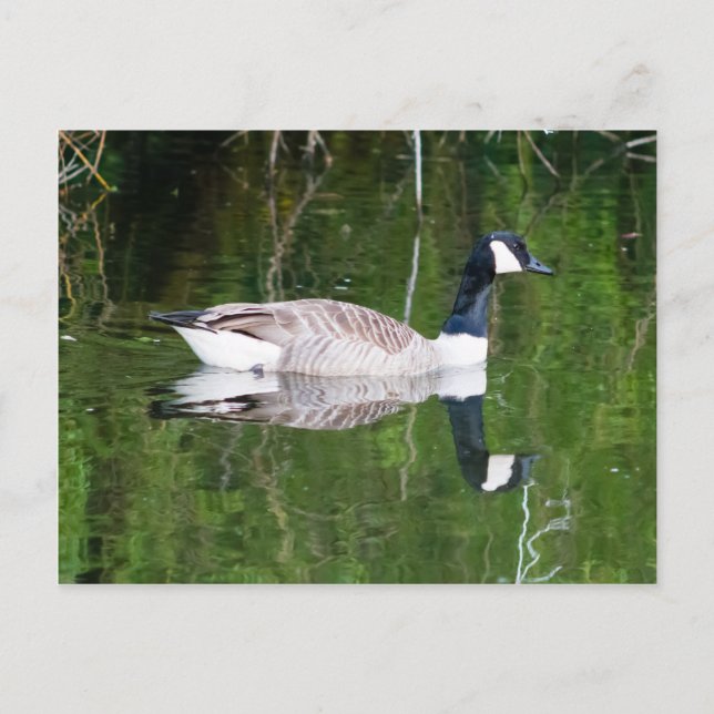 Carte Postale Canada Goose (Devant)