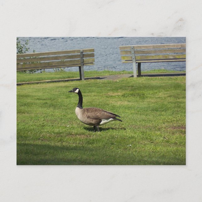 Carte Postale Canada Goose (Devant)