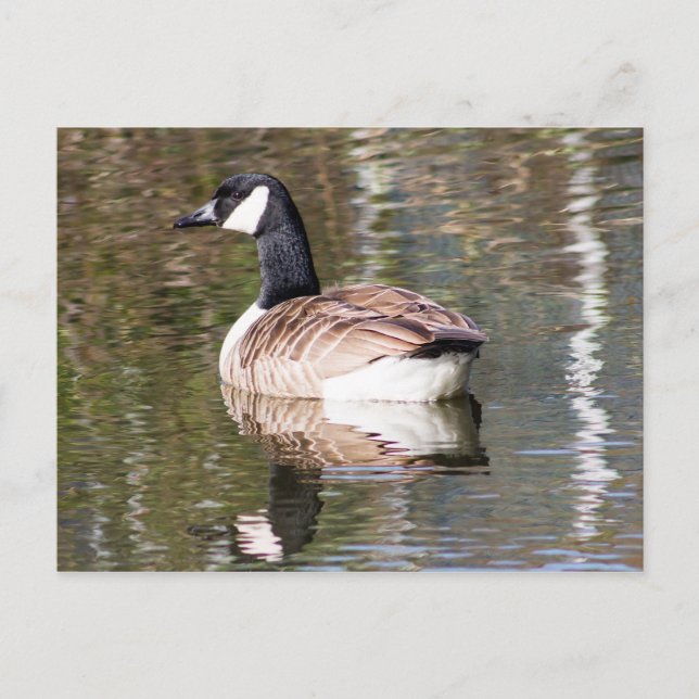 Carte Postale Canada Goose (Devant)