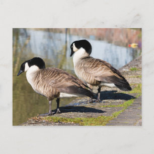 Carte Postale Canada Goose Couple