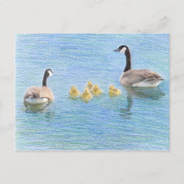 Carte postale Canada Goose Family Fine Art Nature (Devant)