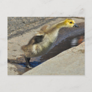 Carte postale Canada Goose Gosling