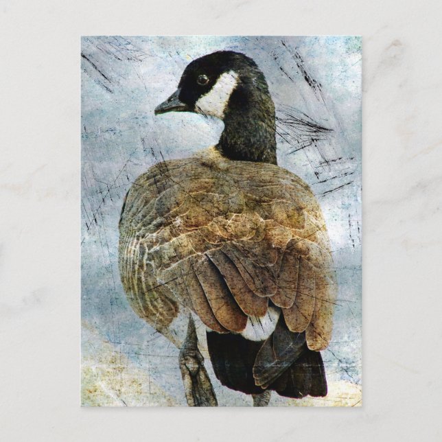 Carte Postale Canada Goose Grunge (Devant)