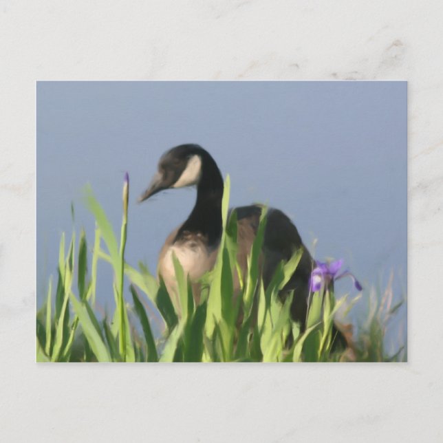 Carte postale Canada Goose Irises Animal Art (Devant)