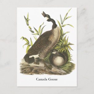 Carte Postale Canada Goose, John Audubon
