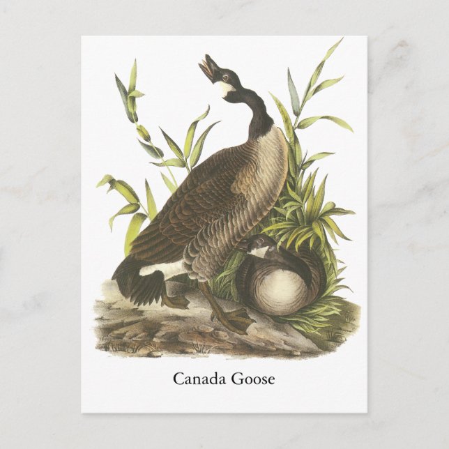 Carte Postale Canada Goose, John Audubon (Devant)