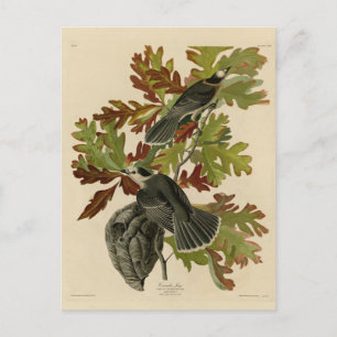 Carte Postale Canada Jay (Grey Jay) - Audubon's Birds of America