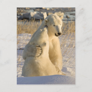 Carte Postale Canada, Manitoba, Baie d'Hudson, Churchill.