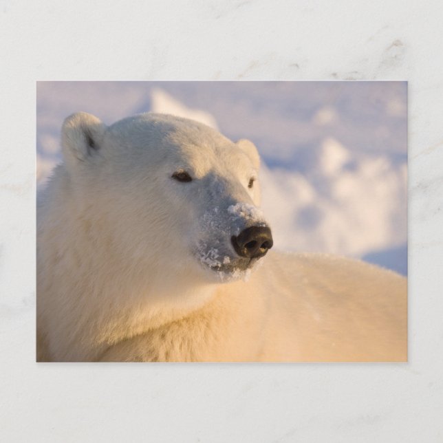 Carte Postale Canada, Manitoba, Baie d'Hudson | Ours polaire (Devant)